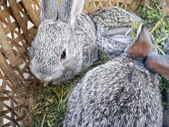 《荒野大镖客：救赎》PS5＆XSX|S＆NS画面对比 谁更强？